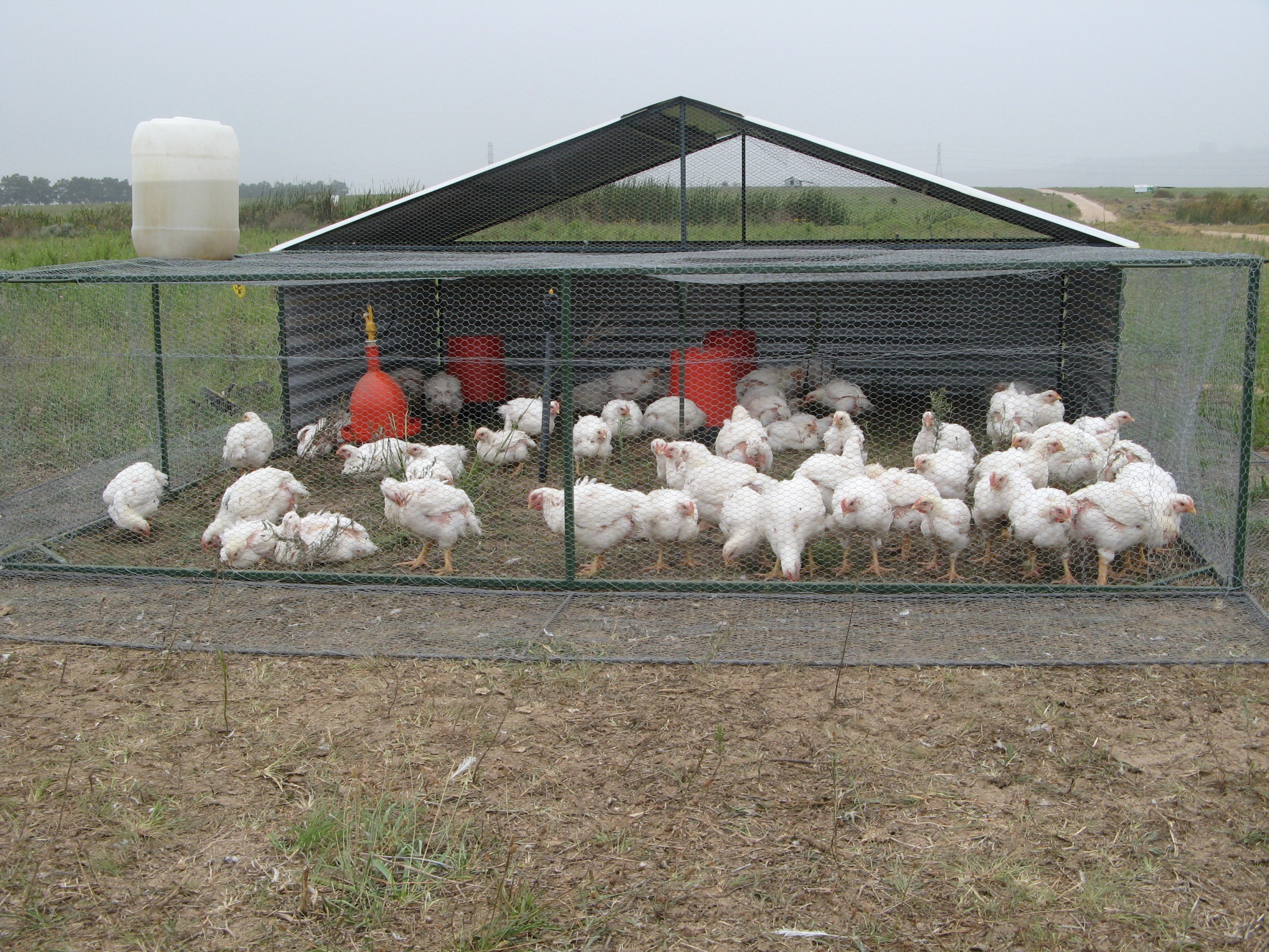 poultry farming manual pdf